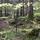 Frühling im Bergwald