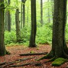 frühling im bergwald III