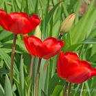 Frühling im Bethmannpark 1