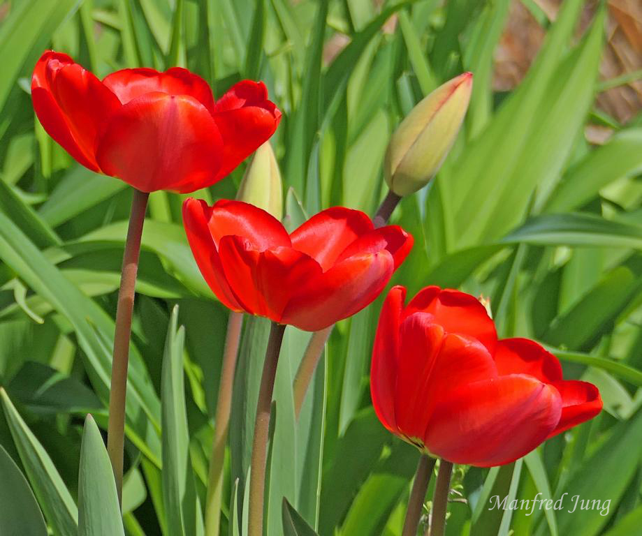 Frühling im Bethmannpark 1