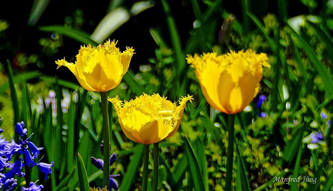 Frühling im Bethmannpark 4