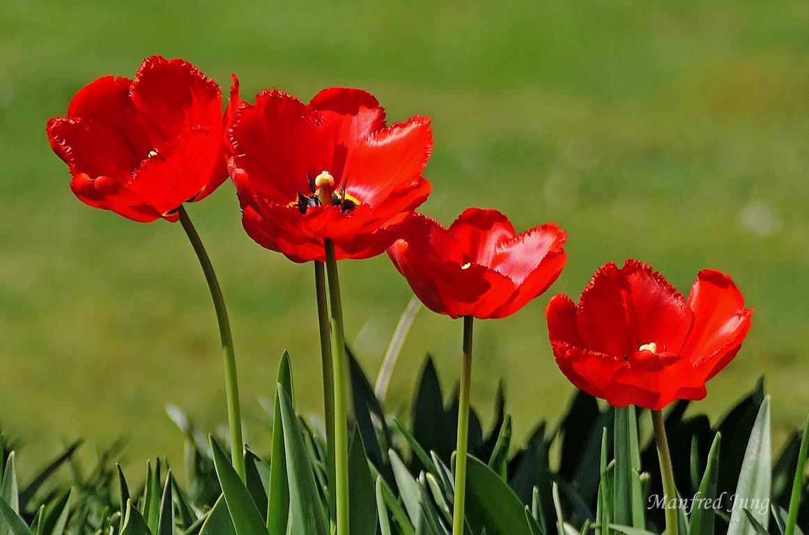 Frühling im Bethmannpark 5