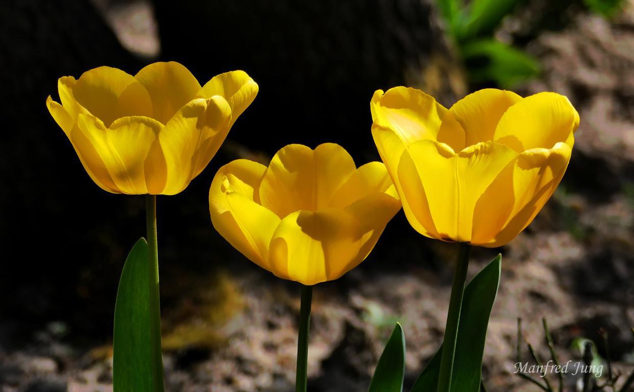 Frühling im Bethmannpark 6