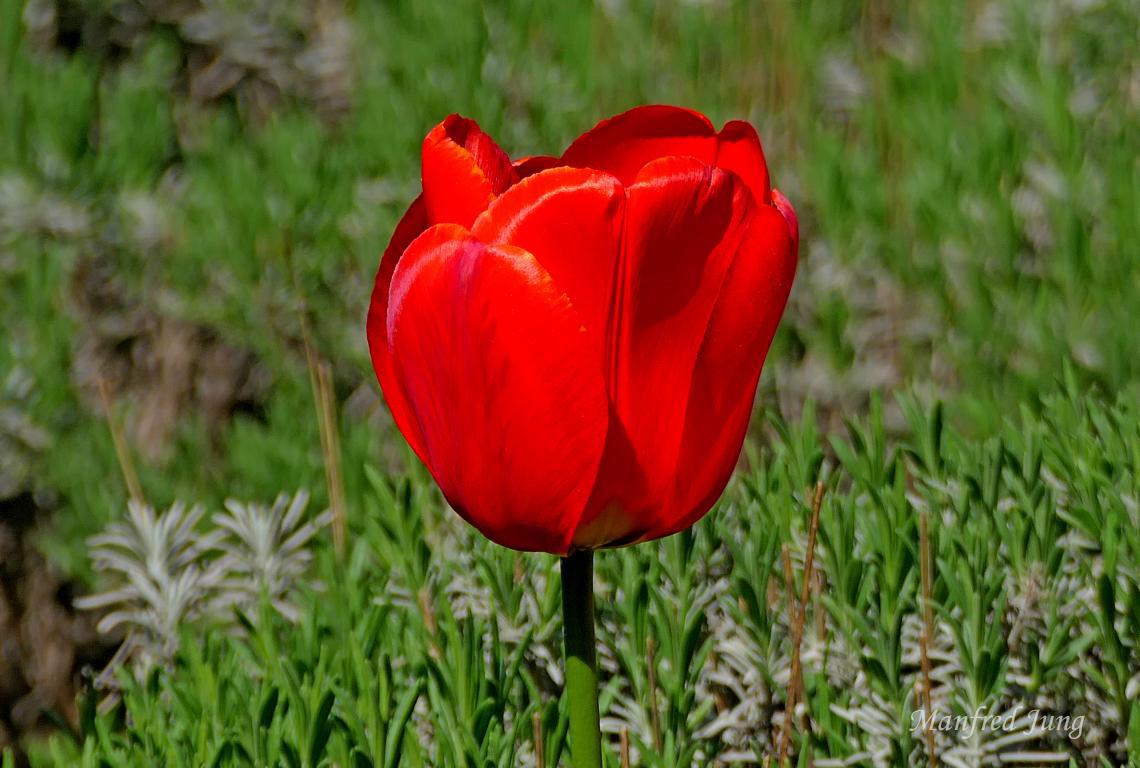 Frühling im Bethmannpark 7