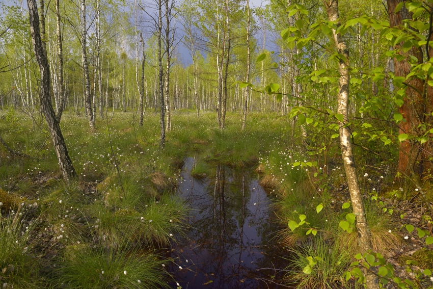 Frühling im Biebrza Nationalpark, Moorlandschaft