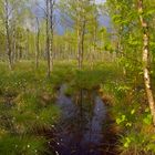 Frühling im Biebrza Nationalpark, Moorlandschaft