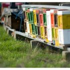 Frühling im Bienenstock