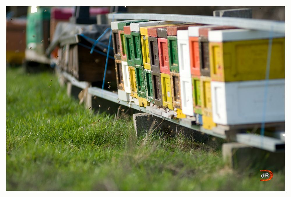 Frühling im Bienenstock