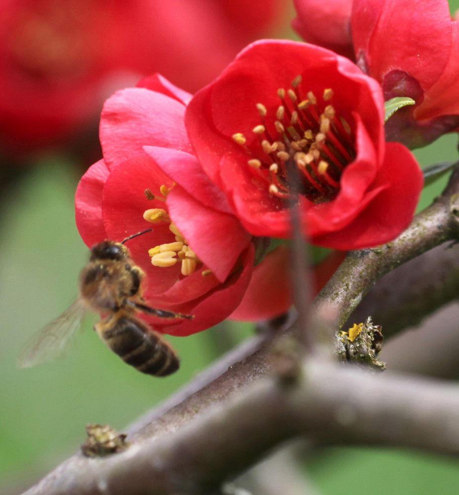 Frühling im Bienenvolk 3 von Walter Reist