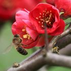 Frühling im Bienenvolk 3