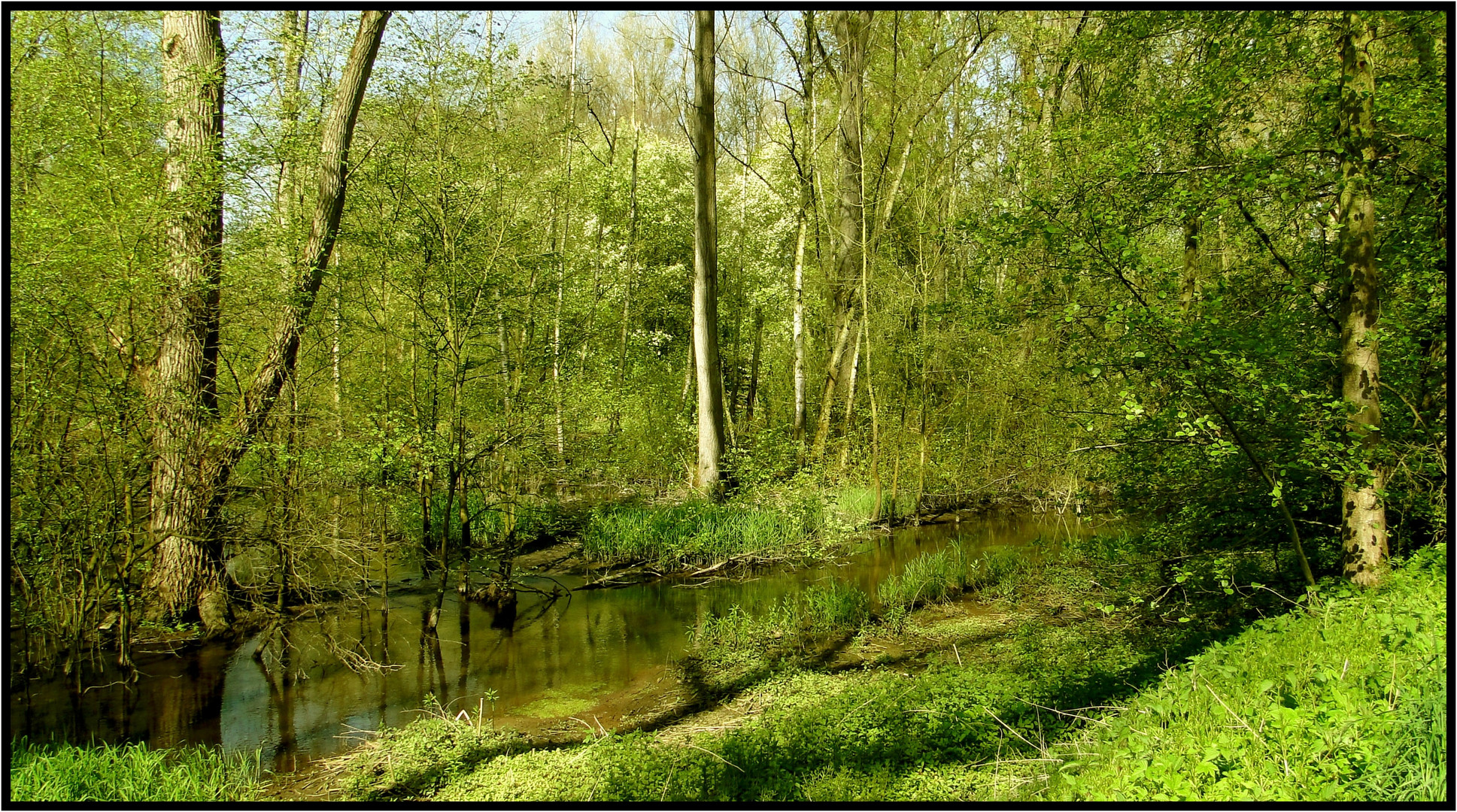 Frühling im Biotop