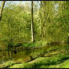 Frühling im Biotop