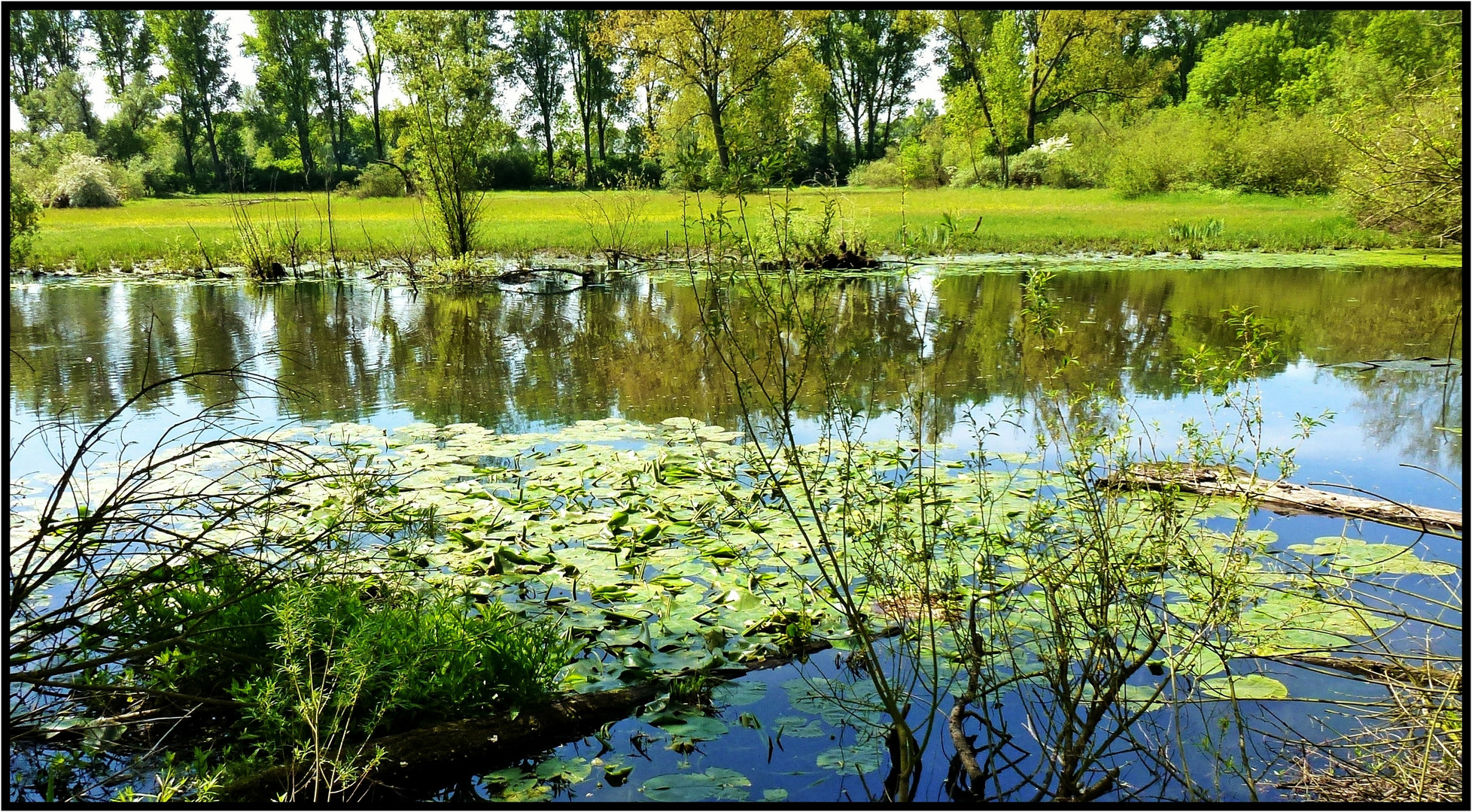 Frühling im Biotop