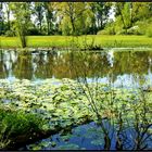 Frühling im Biotop