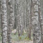 Frühling im Birkenwald