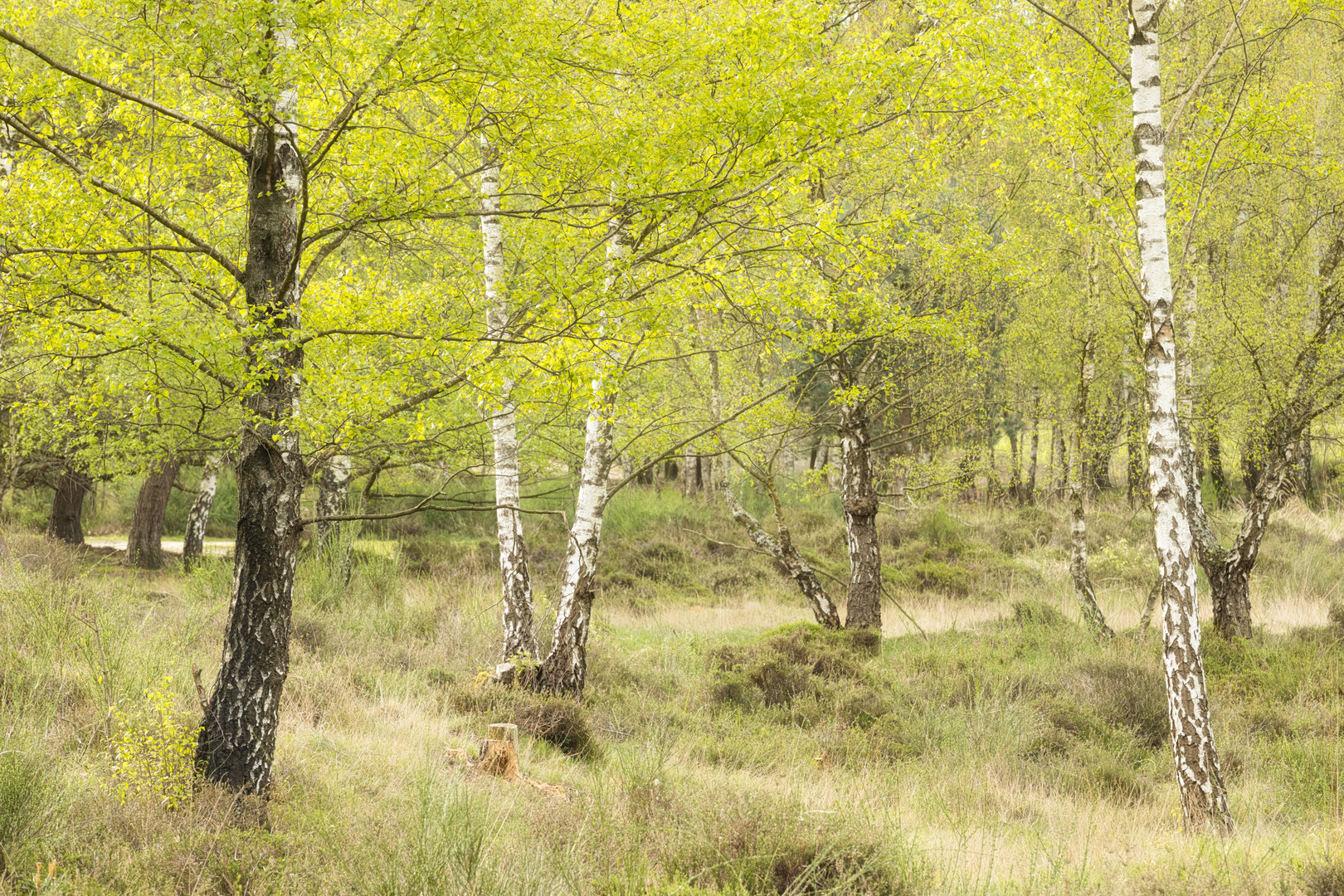 Frühling im Birkenwald