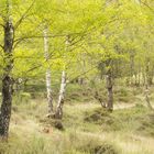 Frühling im Birkenwald