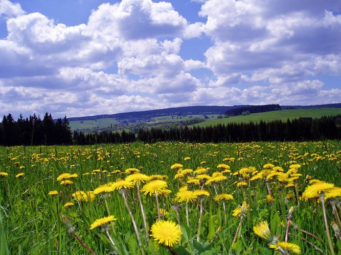 Frühling im Böhmerwald