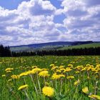 Frühling im Böhmerwald