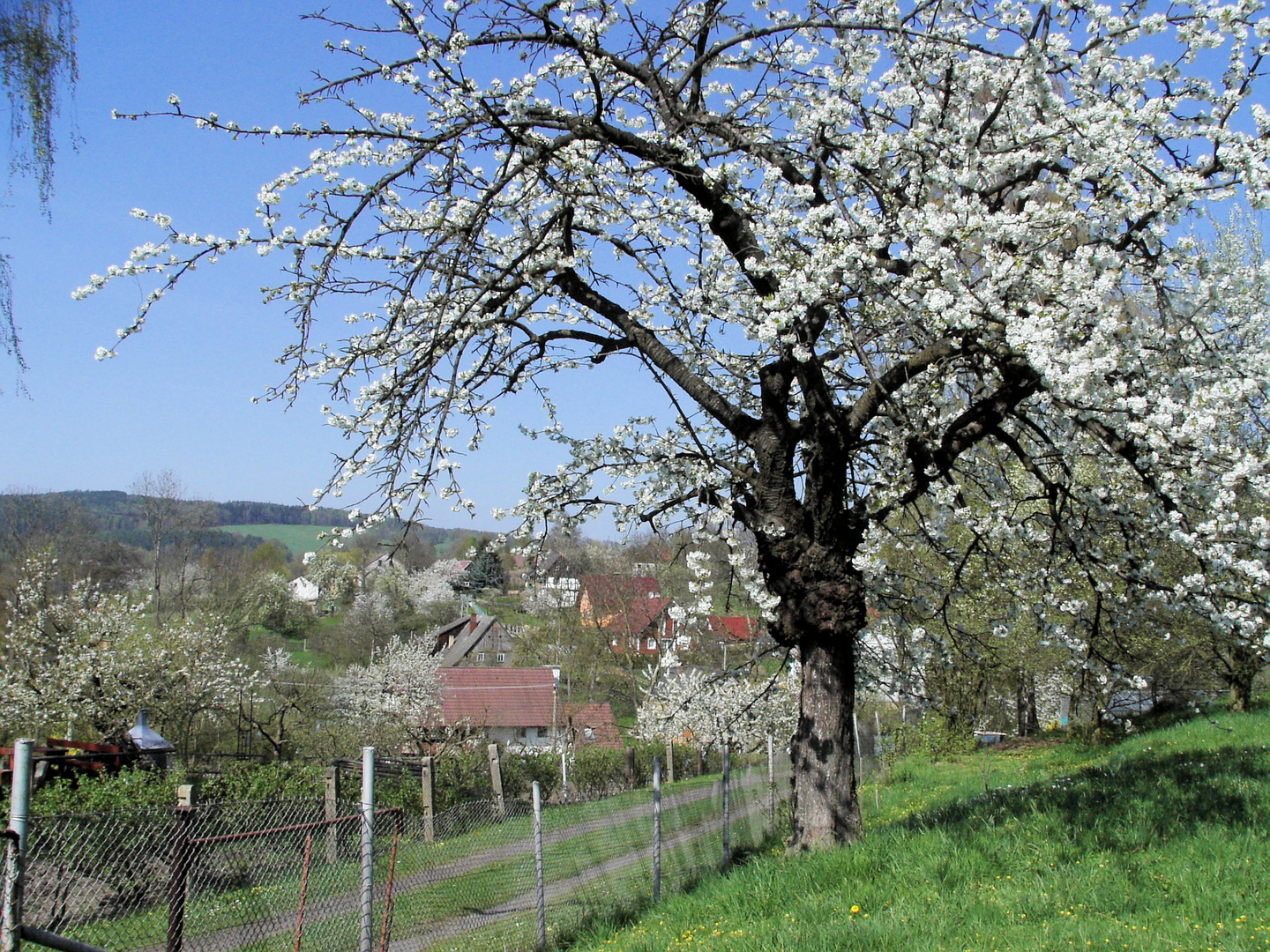 Frühling im Böhmischen Mittelgebirge