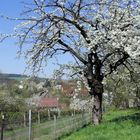 Frühling im Böhmischen Mittelgebirge