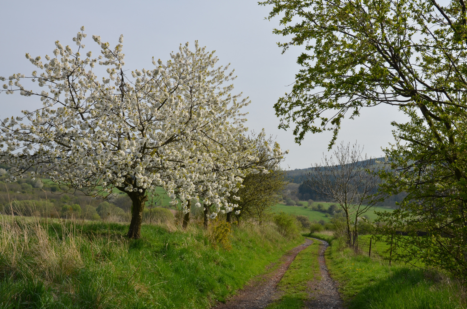 Frühling im Böhmischen Mittelgebirge