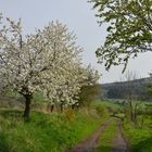 Frühling im Böhmischen Mittelgebirge