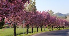 Frühling im Böhmischen Mittelgebirge