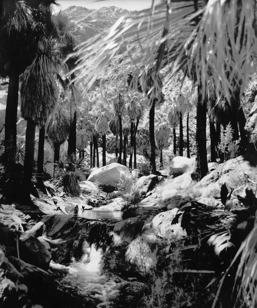 Frühling im Borrego Palm Canyon, CA, USA