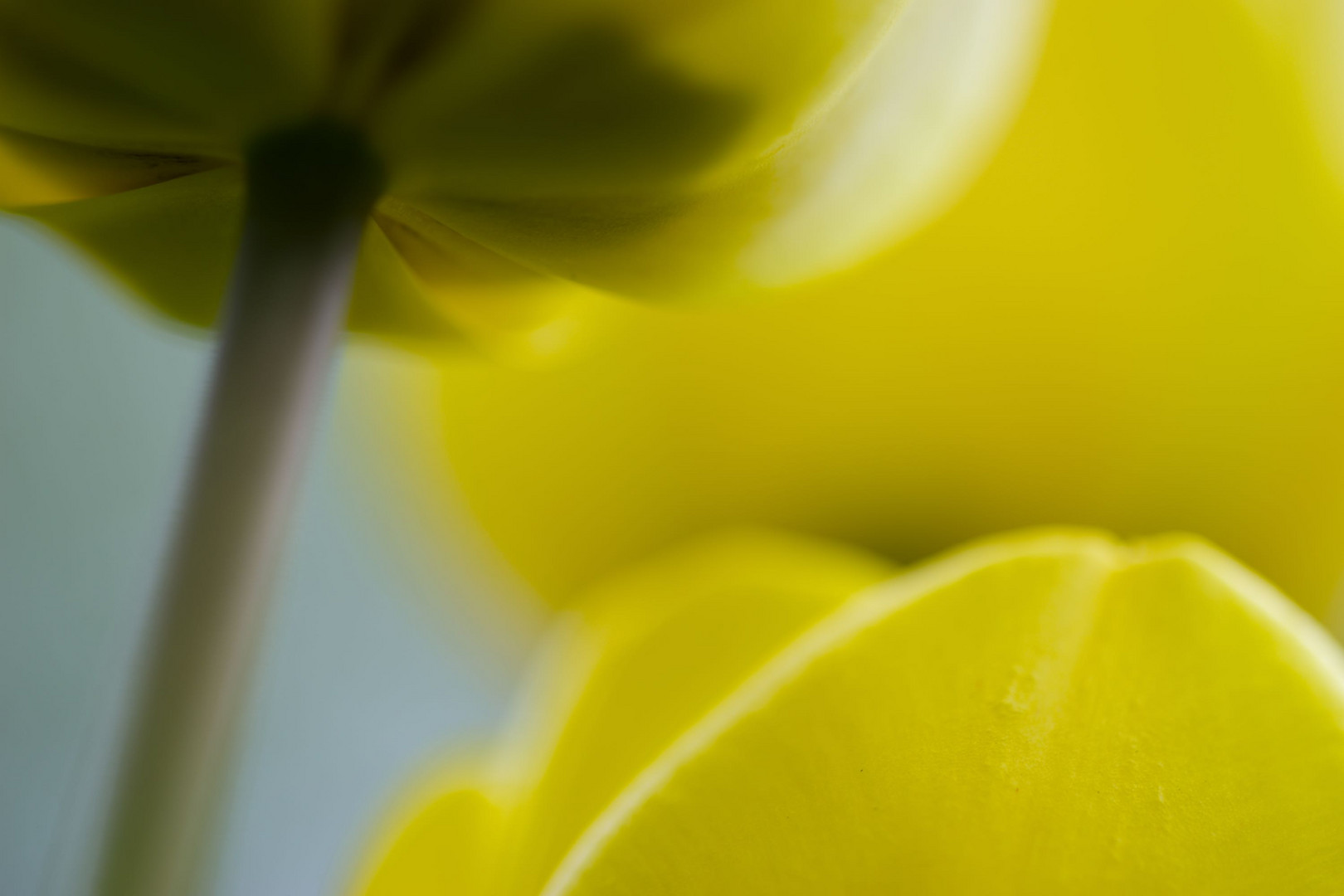 Frühling im Botanischen Garten