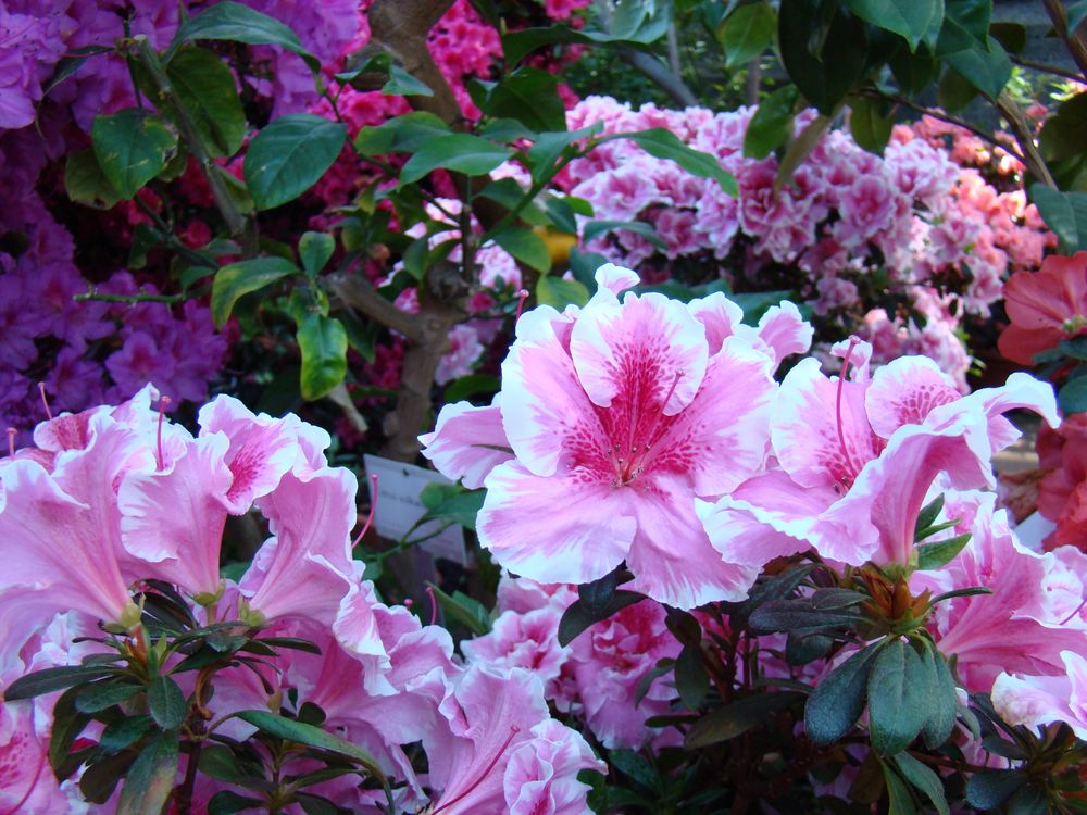 Frühling im Botanischen Garten 3