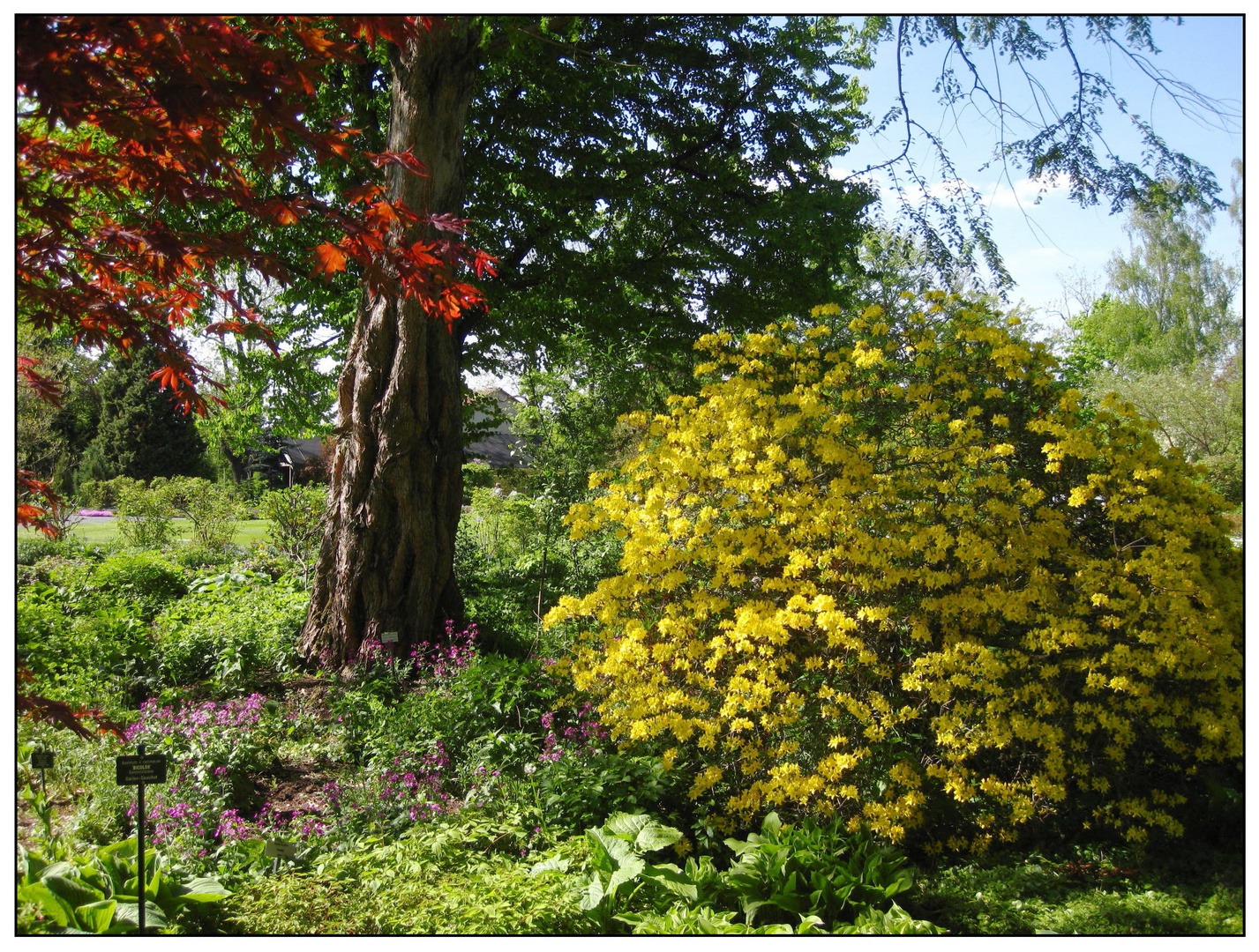 Frühling im Botanischen Garten