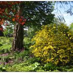 Frühling im Botanischen Garten