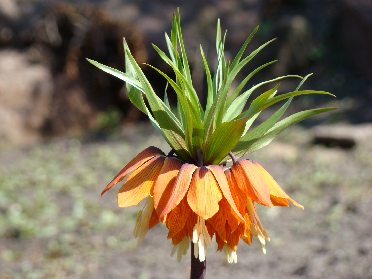 Frühling im Botanischen Garten 4