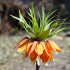 Frühling im Botanischen Garten 4