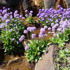 Frühling im Botanischen Garten 5