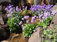 Frühling im Botanischen Garten 5