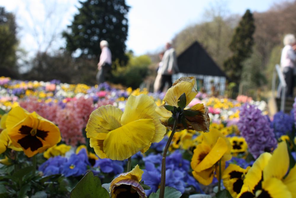 Frühling im Botanischen Garten by Kerstin M-R 