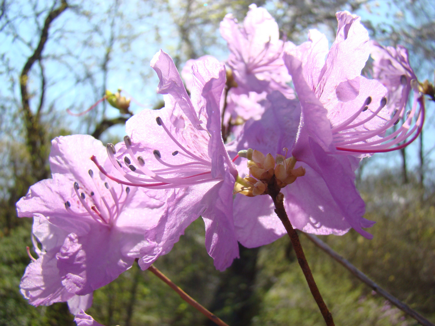 Frühling im Botanischen Garten 6