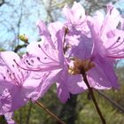 Frühling im Botanischen Garten 6