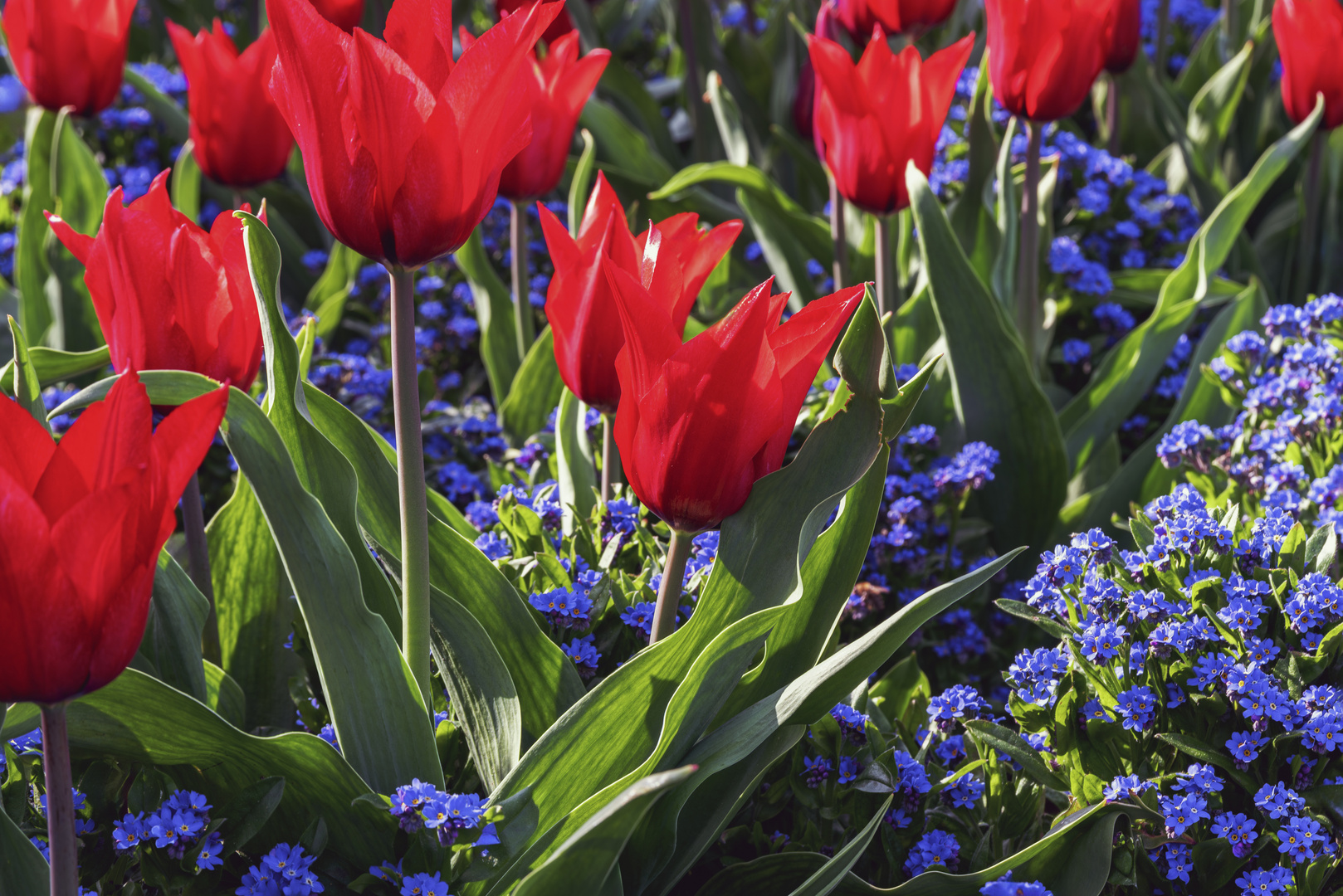 Frühling im Botanischen Garten