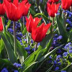 Frühling im Botanischen Garten