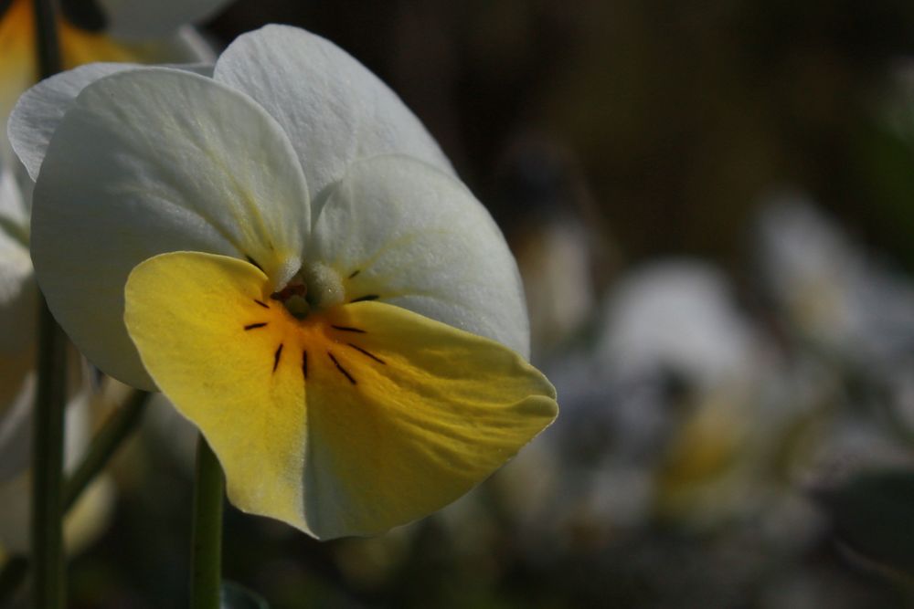 Frühling im Botanischen Garten