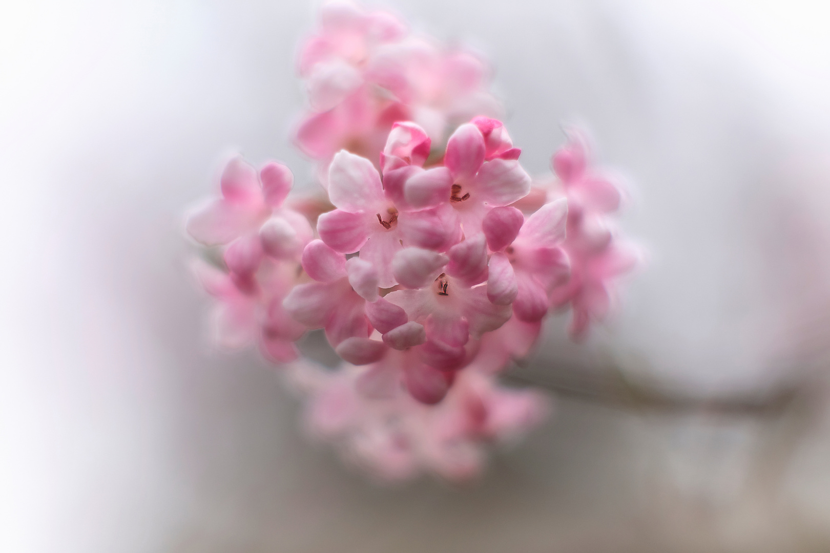 Frühling im botanischen Garten