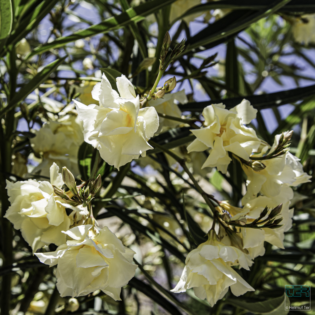 Frühling im Botanischen Garten 