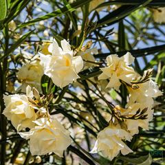 Frühling im Botanischen Garten 