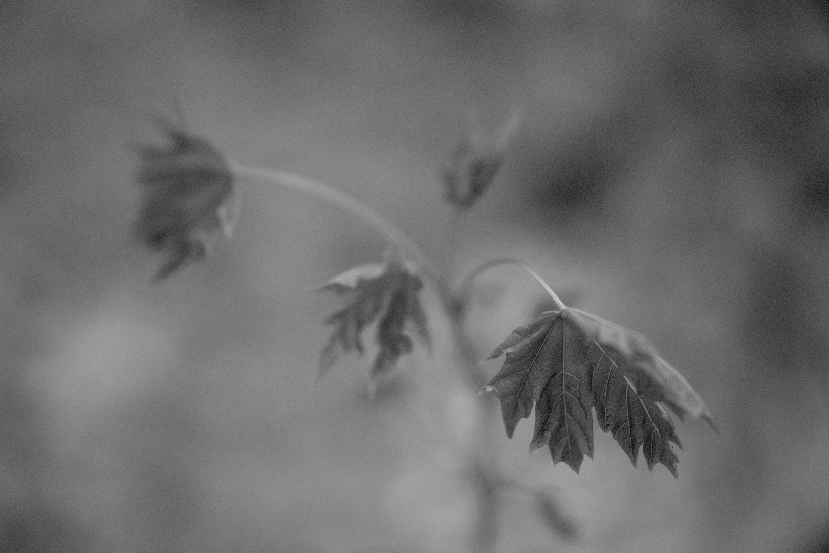 Frühling im Botanischen Garten