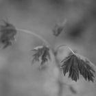 Frühling im Botanischen Garten