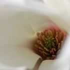 Frühling im Botanischen Garten