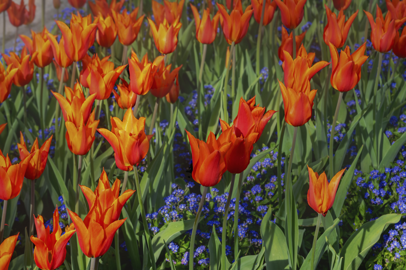 Frühling im Botanischen Garten Augsburg